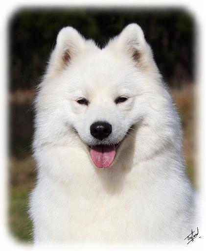 Samoyed 9Y602D-124.JPG